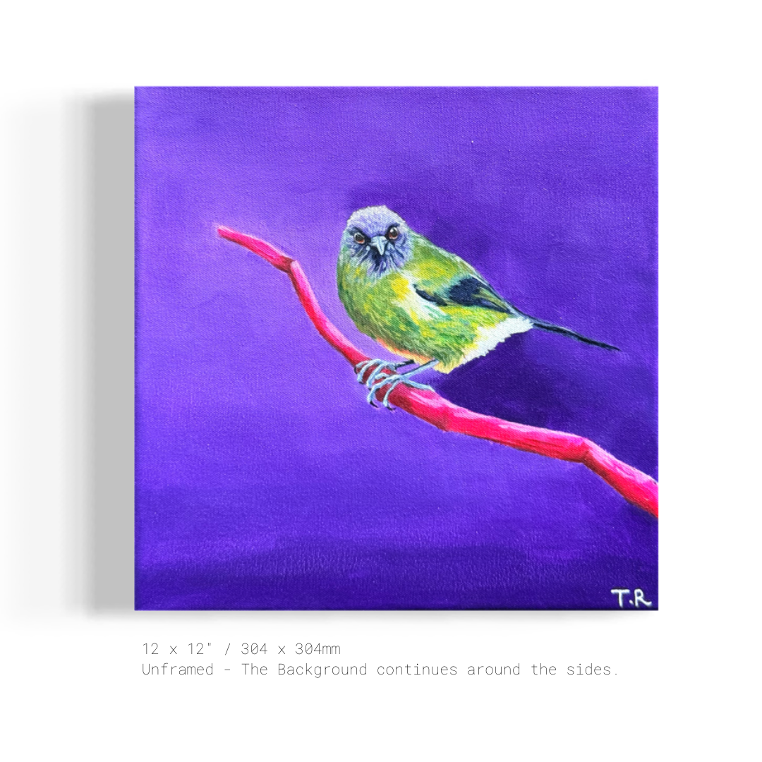 Bellbird - Original Oil Painting by New Zealand Artist Tara Rountree